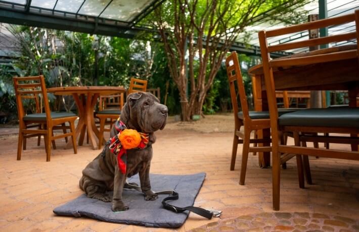 Capa de post: 10 lugares em Maringá que permitem pets