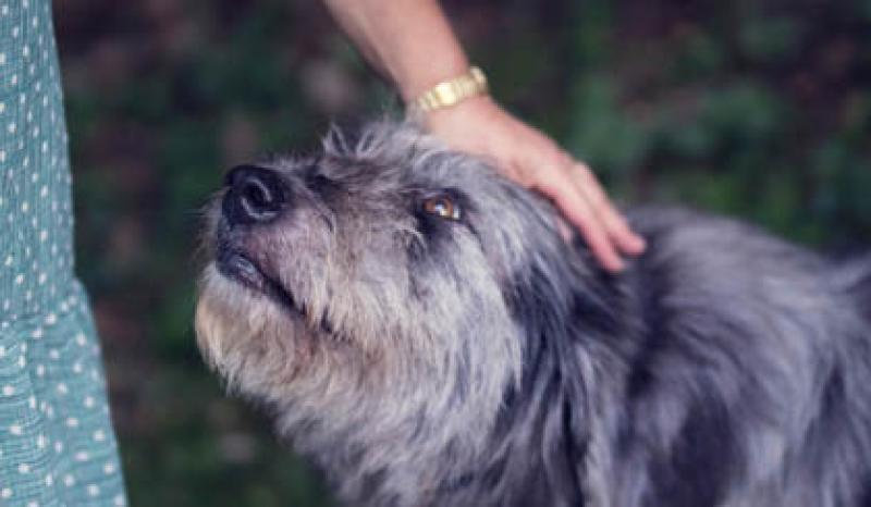 Capa de post: Os cães são o nosso elo com o paraíso