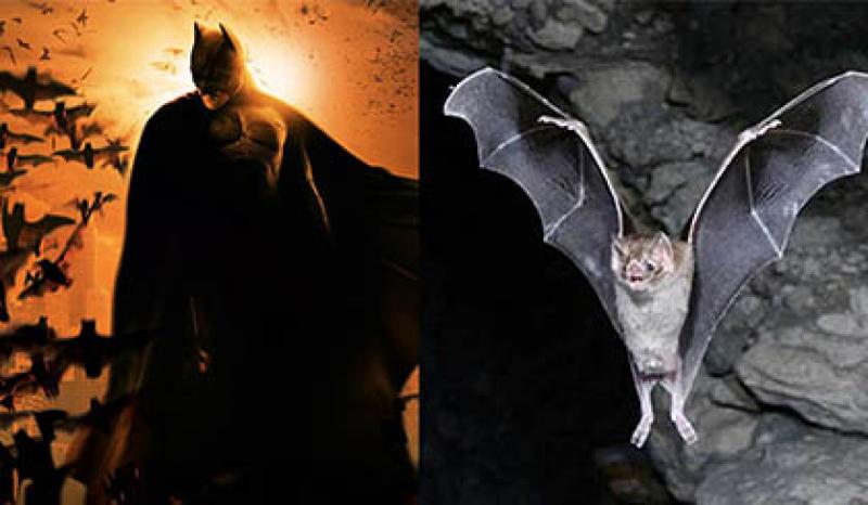 Capa de post: Parque do Ingá receberá trilha das Noite dos Morcegos na próxima semana